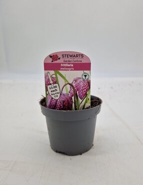 Fritillaria Meleagris Potted Bulb 9cm