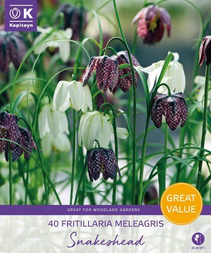 Fritillaria Snakeshead Promo Pack