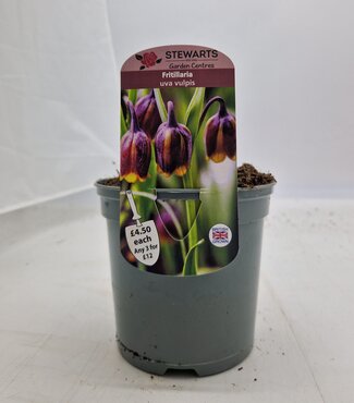 Fritillaria Uva Vulpis Potted Bulb 1 Litre