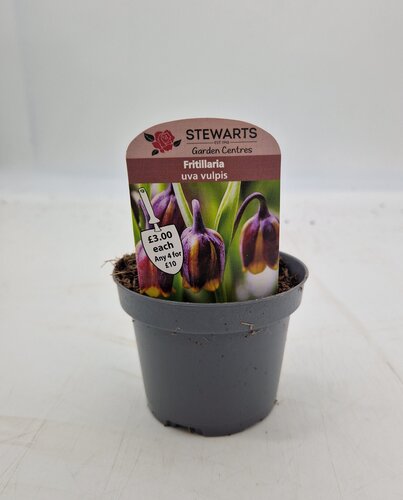 Fritillaria Uva Vulpis Potted Bulb 9cm