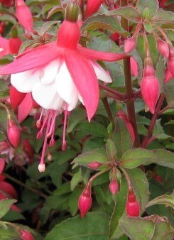 Fuchsia Alice Hoffman 3 Litre