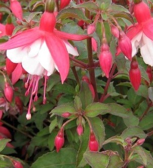 Fuchsia Hardy Alice Hoffman 3 Litre