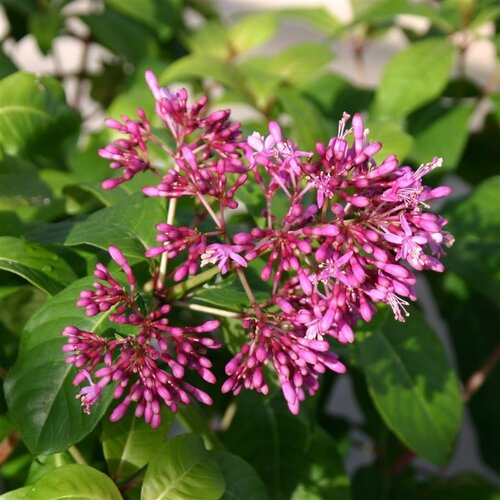 Fuchsia Arborescens 3 Litre