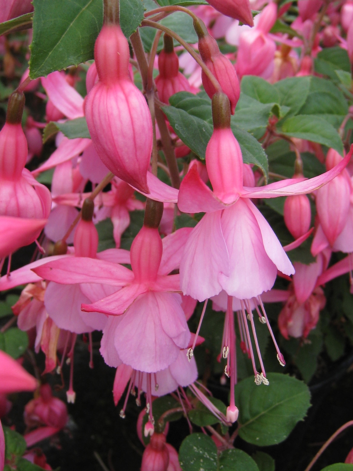 Fuchsia Beacon Rosea 3 Litre Stewarts Garden Centre