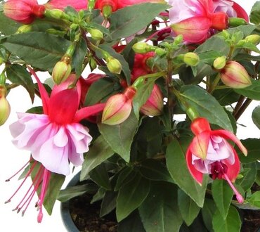 Fuchsia Bella Bianca 10.5cm - Stewarts Garden Centre