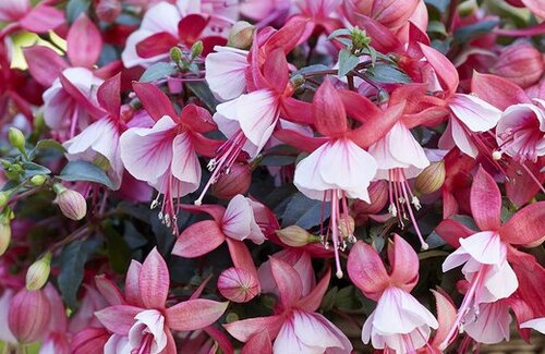 Fuchsia Bella Hilda Jumbo Six Pack