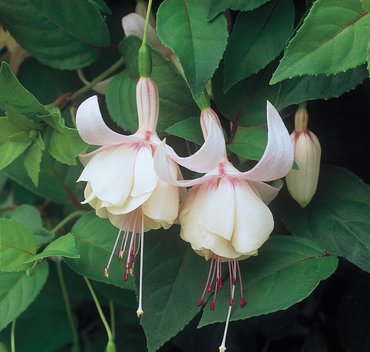 Fuchsia (Bush) Annabel Plug