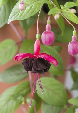 Fuchsia (Bush) Blacky Plug