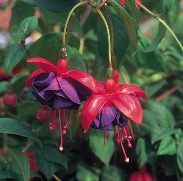 Fuchsia (Bush) Dark Eyes Plug