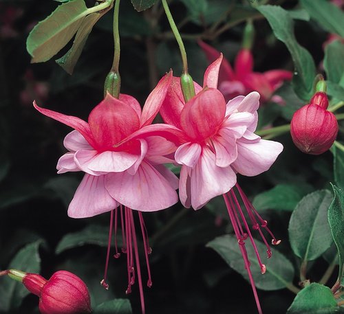 Fuchsia (Bush) Heidi Anne Plug