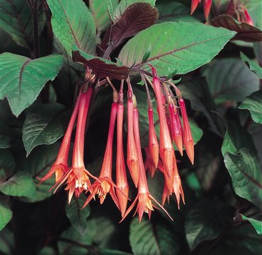 Fuchsia (Bush) Koralle Plug