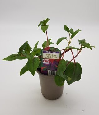 Fuchsia Dark Eyes (T) 10.5cm - image 2