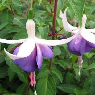 Fuchsia Delta's Sarah 3 Litre