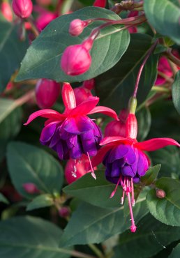 Fuchsia Hardy Dollar Princess 3 Litre