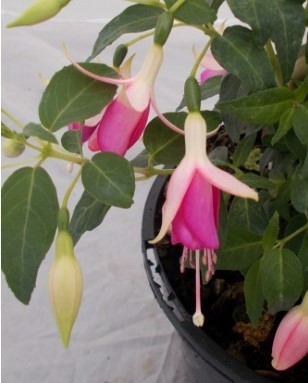 Fuchsia Fairy Lights 3 Litre