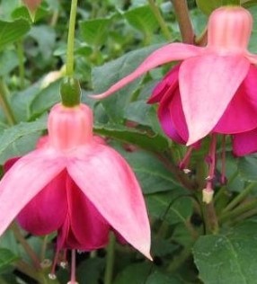 Fuchsia Garden News 3 Litre