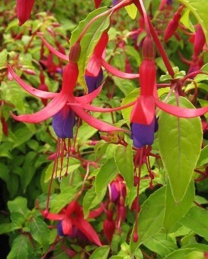 Fuchsia Genii 3 Litre