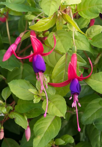 Fuchsia Hardy Genii 3 Litre