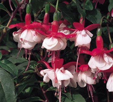 Fuchsia (Hardy/Bush) Snowcap Plug