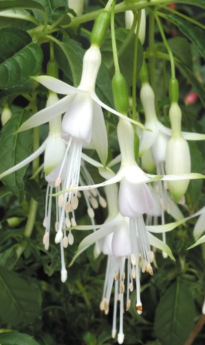 Fuchsia Hawkshead 3 Litre