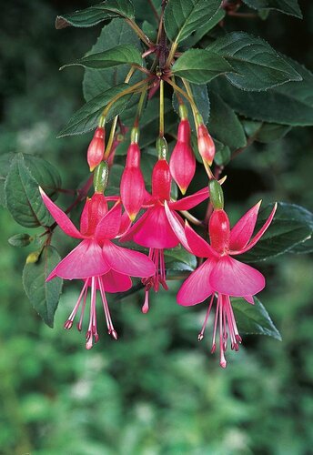 Fuchsia Jack Shahan (T) 9cm