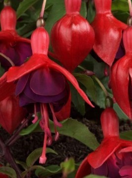 Fuchsia Janie 2 Litre