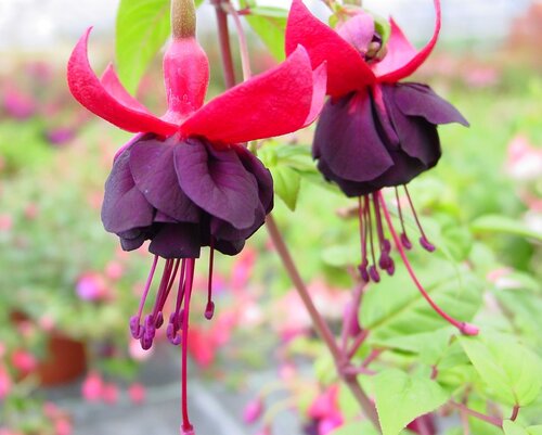 Fuchsia Lady In Black 3 Litre