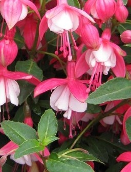 Fuchsia Lady Thumb 3 Litre