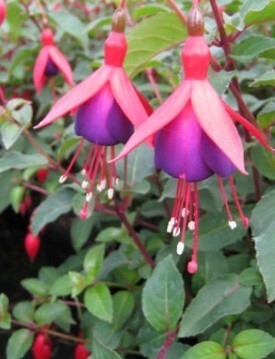 Fuchsia Mrs Popple (B) 9cm