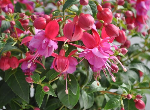 Fuchsia Pink Fizz 3 Litre