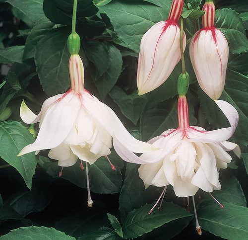 Fuchsia Southern Belle (Bush) Happy Wedding Day Plug