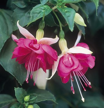 Fuchsia Southern Belle (Trailing) 7th Heaven Plug