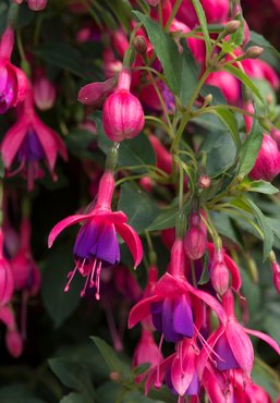 Fuchsia Tom Thumb 3 Litre