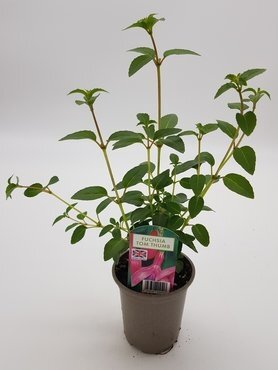 Fuchsia Tom Thumb (B) 10.5cm - image 2