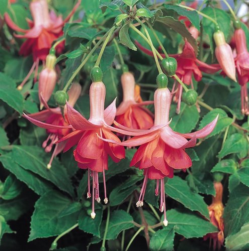 Fuchsia (Trailing) Dancing Flame Plug