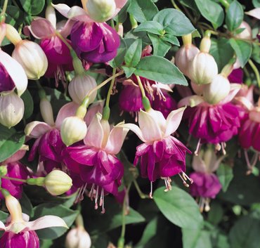 Fuchsia (Trailing) Eva Boerg Plug