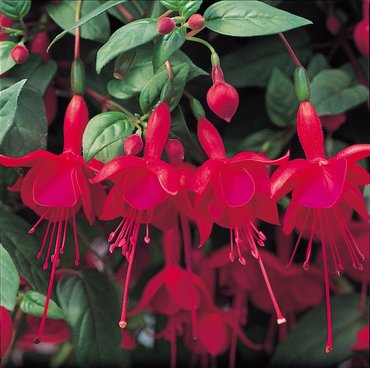 Fuchsia (Trailing) Marinka Plug