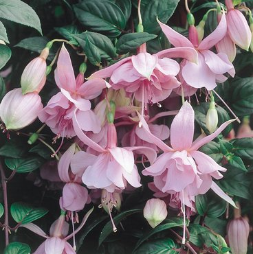 Fuchsia (Trailing) Pink Galore Plug