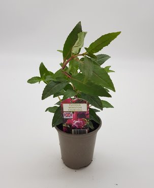 Fuchsia Winston Churchill (B) 10.5cm - image 2