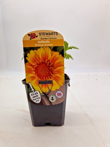 Gaillardia African Sunset 9cm