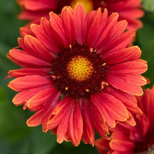 Gaillardia Guapa Red 3 Litre