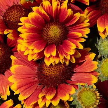 Gaillardia Guapa Tango Bicolour 3 Litre