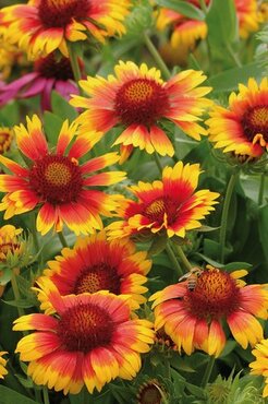 Gaillardia Mesa Bright Bicolor 2 Litre