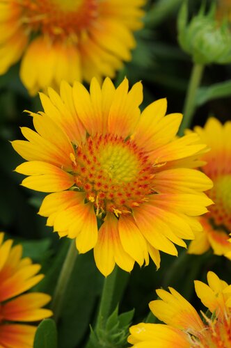 Gaillardia Mesa Peach 2 Litre