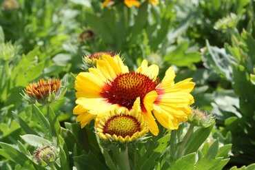 Gaillardia Mesa Peach 2 Litre