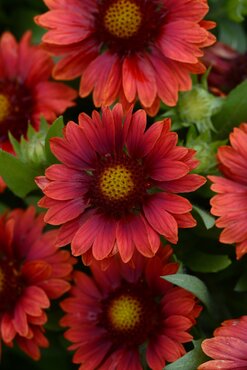 Gaillardia Mesa Red 2 Litre