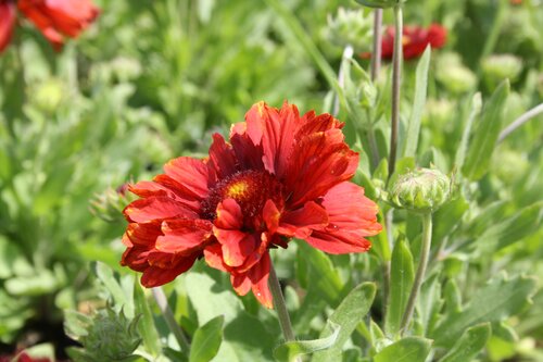 Gaillardia Mesa Red 2 Litre