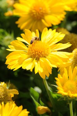 Gaillardia Mesa Yellow 2 Litre