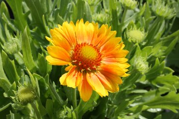 Gaillardia Mesa Yellow 2 Litre