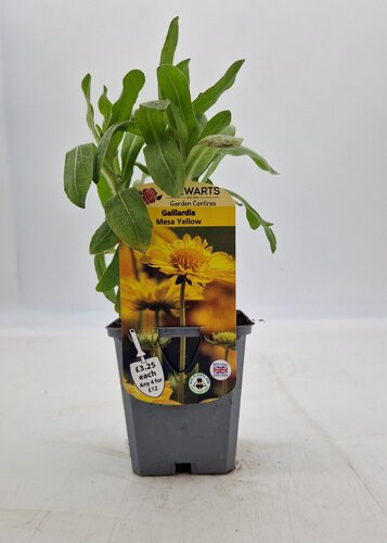 Gaillardia X Grandiflora Mesa Yellow 9cm